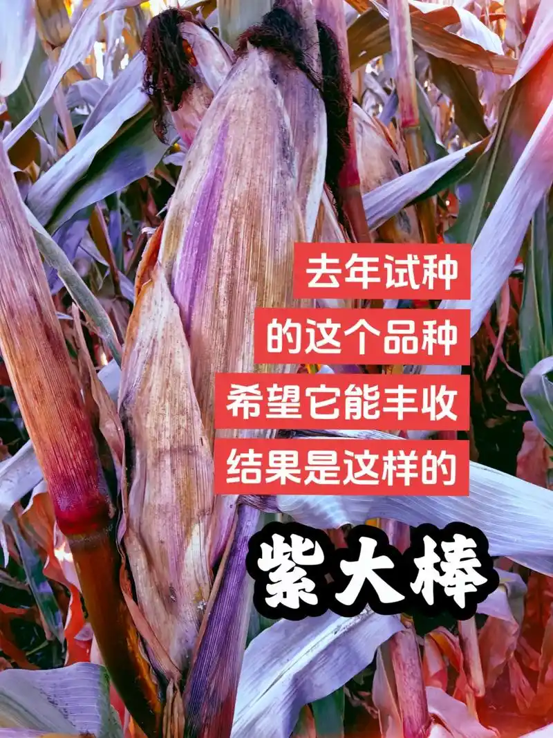 缺德事不能干,诚信是根本#最新国审高产玉米种子 #紫根紫杆高 - 抖音
