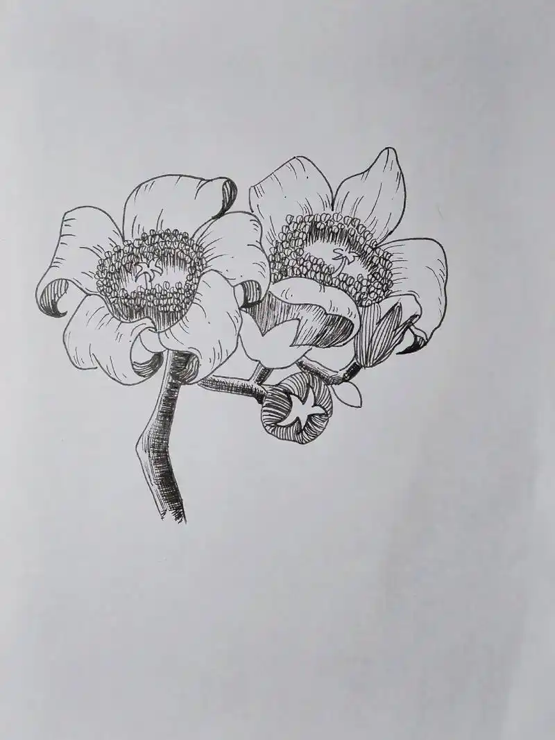 绘画过程分享 #木棉花 @抖音小助手  - 抖音