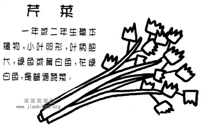 芹菜简笔画图片与知识