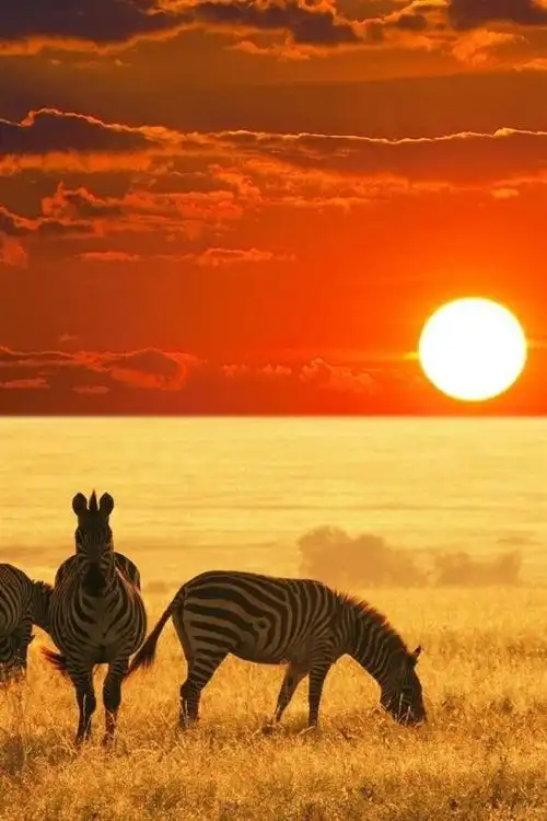 壁纸 斑马,草原,日落 1920x1080 full hd 2k 高清壁纸, 图片, 照片