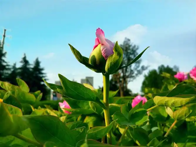 含苞待放的牡丹