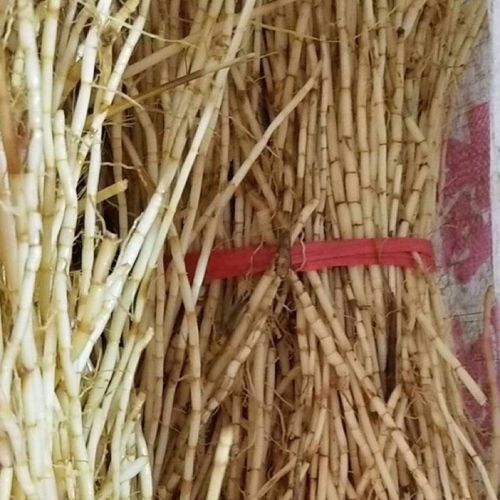 新鲜茅根 白茅根 茅草根 地节草 节节草