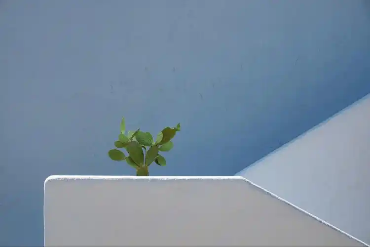 ins风简约清新仙人掌,植物-回车图片