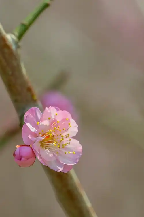梅花得意占群芳(之一)