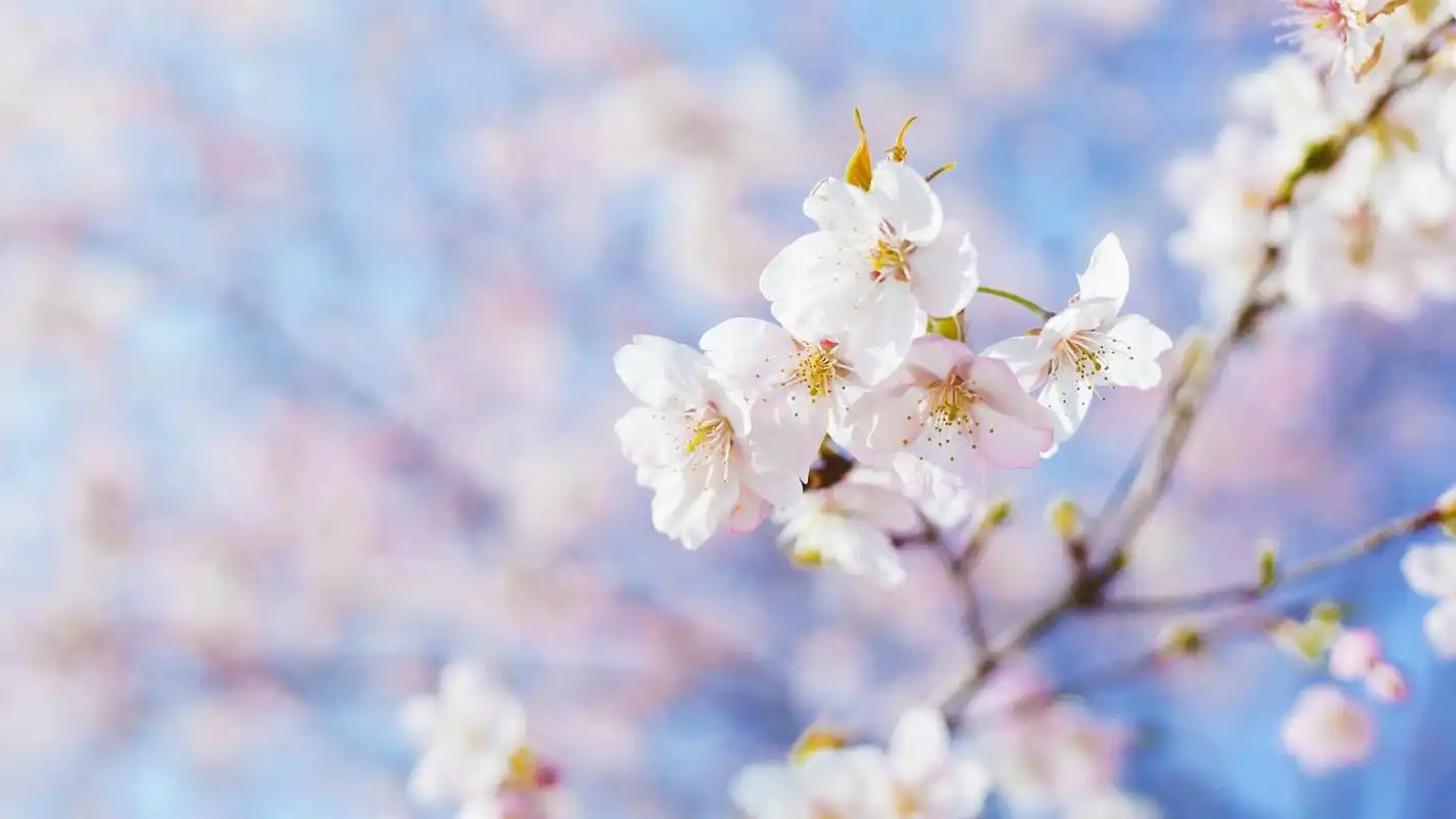 小清新桃花唯美风景图片高清桌面壁纸