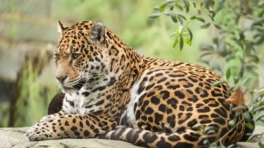 捷豹,野猫,动物摄影 iphone 壁纸