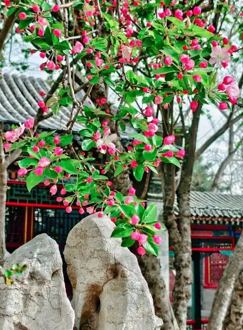 现场直拍荣国府的西府海棠开了