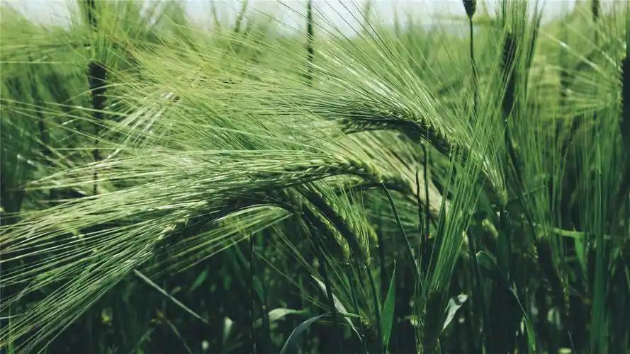 唯美绿色麦田高清桌面壁纸