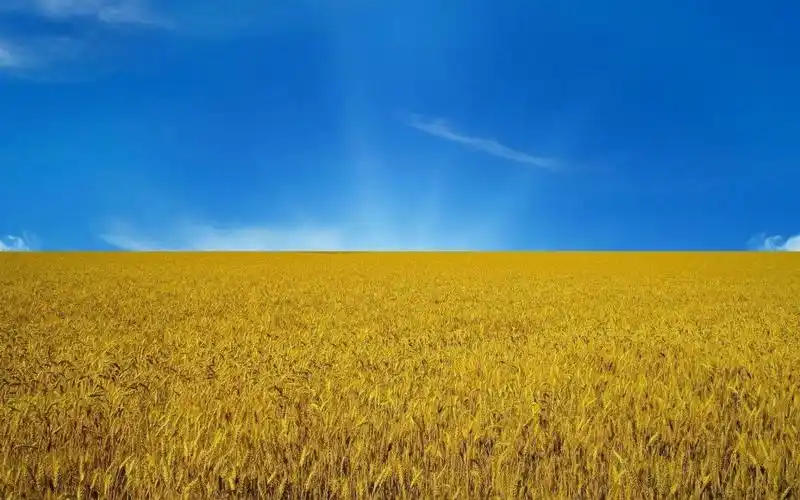 麦田壁纸高清原图查看