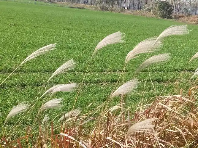 冬野茅花也诱人