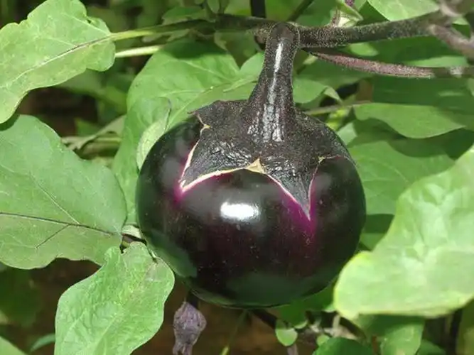 新鲜老品种紫茄子圆茄子灯泡茄子烧烤茄子材料5斤时令蔬菜团建送礼