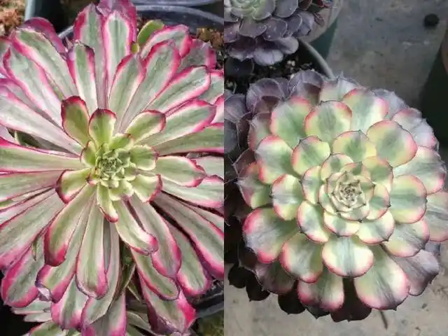 有心人天不负,法师新品美娅法师培育记!