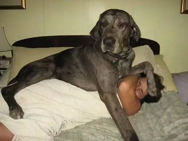 巨型狗子们,长那么大就不要撒娇了吧.