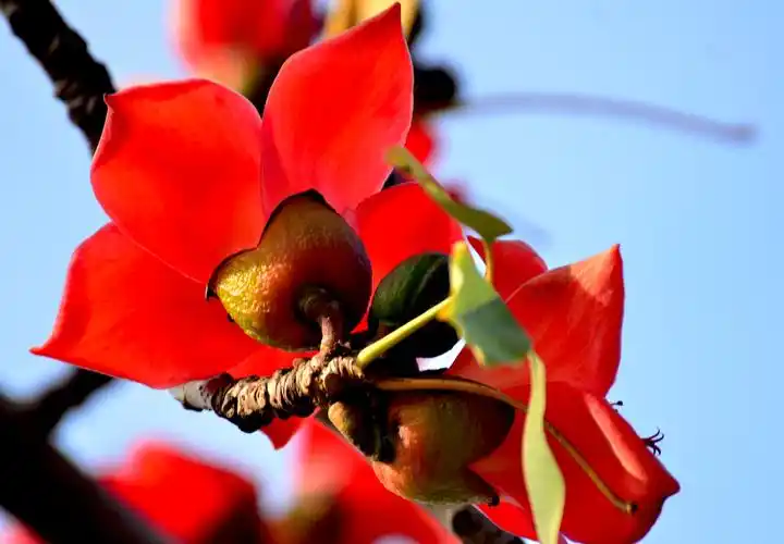 标题:木棉别样红