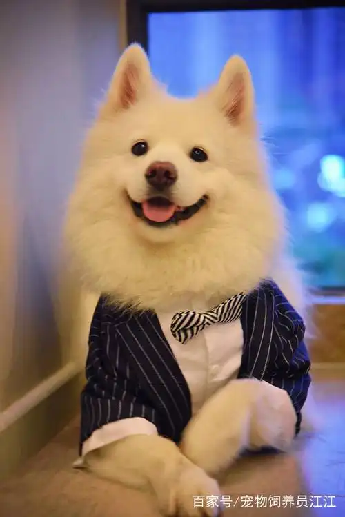 萌宠:活泼可爱的小萌宠们,被拍下卖萌的瞬间,简直太萌了,这只狗狗看