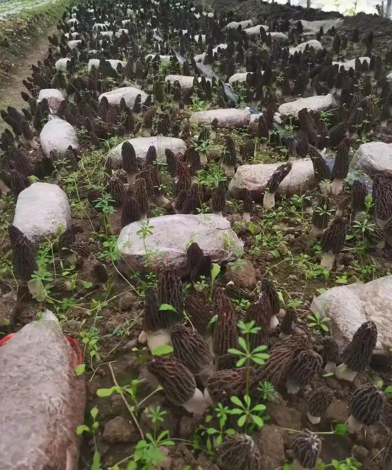 羊肚菌种植(蘑菇种植)寻找合作种植羊肚菌的朋友,如果感兴趣联 - 抖音