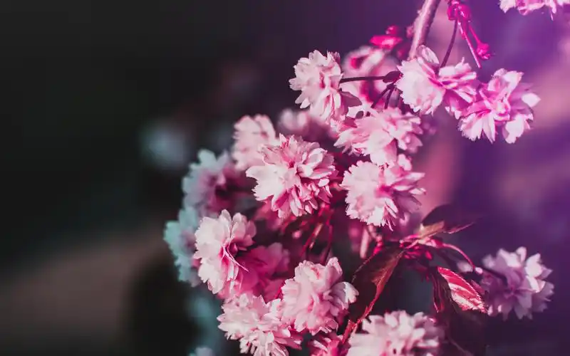 电脑壁纸 花卉 鲜花 浪漫又唯美的樱花梦幻世界