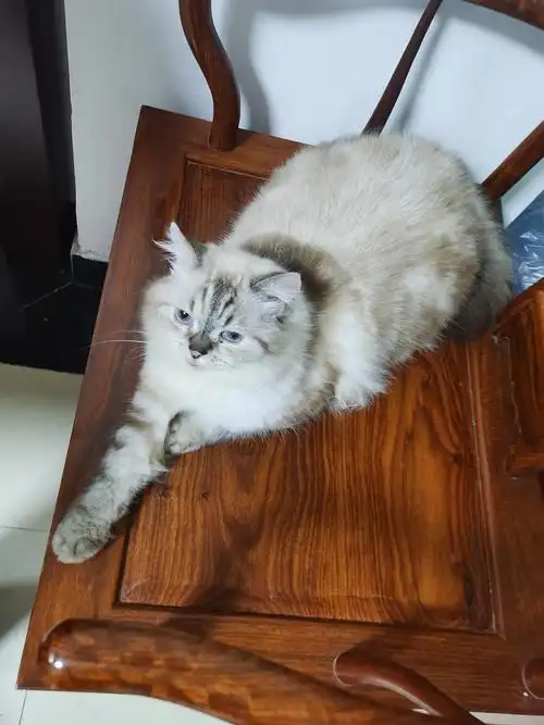 送养布偶英短串串一岁