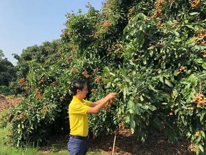 对于即将要采摘的龙眼果园进行实地查看,对龙眼现阶段的品质及采摘的
