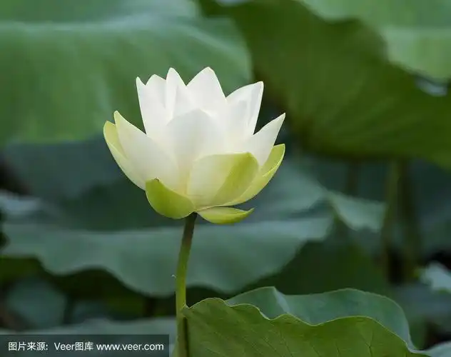 白色的莲花