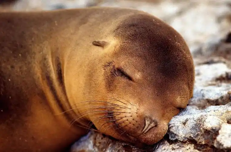 sleeping seal