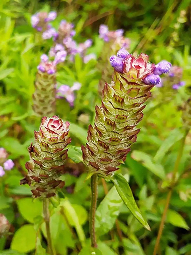夏枯草乃是中医治凛疡之圣药(民国《新本草纲目》版),它不但可以