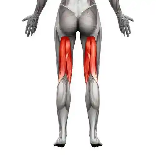 3d腿筋肌肉