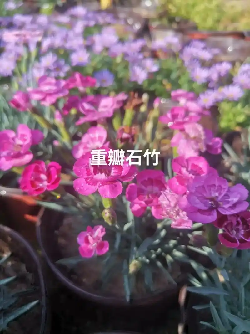 新品石竹,#欧洲进口石竹#新品种#重瓣石竹 - 抖音