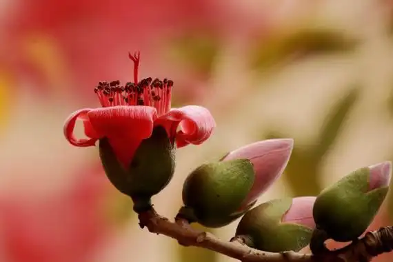 木棉花花语是什么,珍惜身边的快乐和幸福