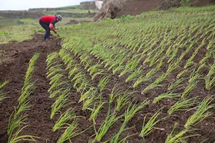 2月28日,贵州省毕节市大方县对江镇龙井村的农民正在种植香葱.