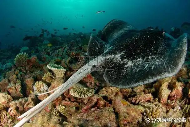 可爱又可怕的魔鬼鱼