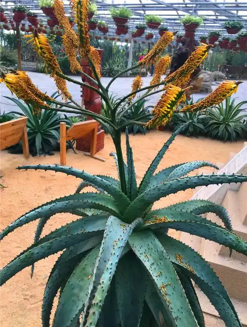 刘勇良纪实摄影:芦荟花