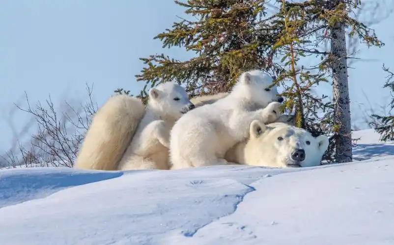 可爱的北极熊一家