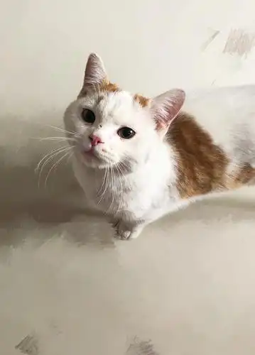 【讨论】捡了个英短和橘猫的串串?