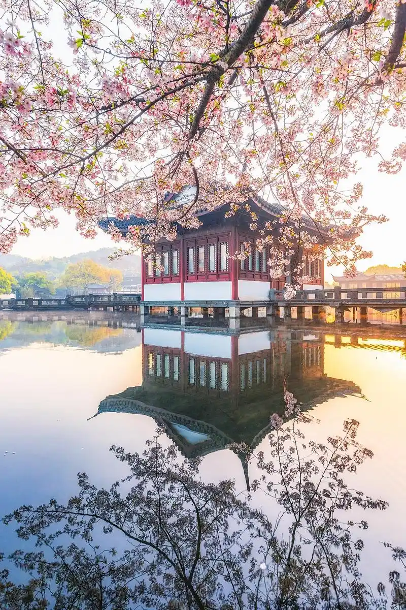 杭州西湖的春天 不仅仅有苏堤春晓柳浪闻莺还有看不够的樱花和春水