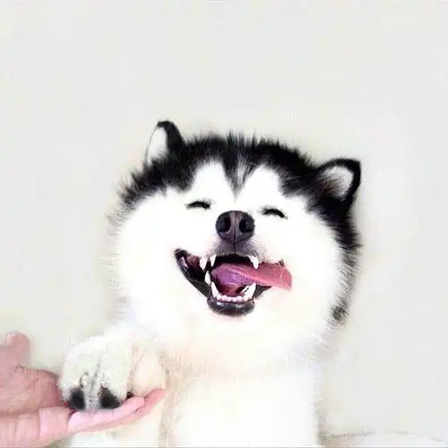 我得意地笑我得意的笑