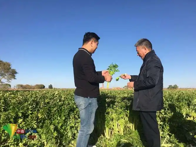 90后驻村书记李华一:三裏庄村掀起一场红火的"蔬菜革命"