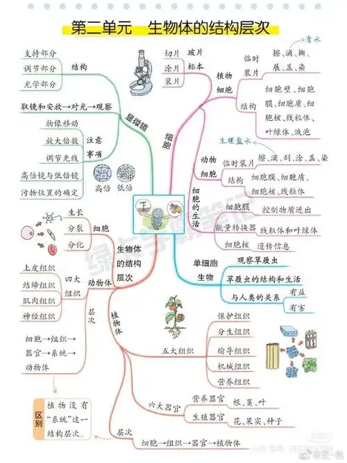#生物思维导图#
