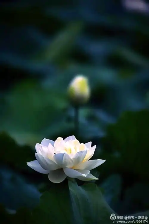 莲花与禅缘 - 美篇