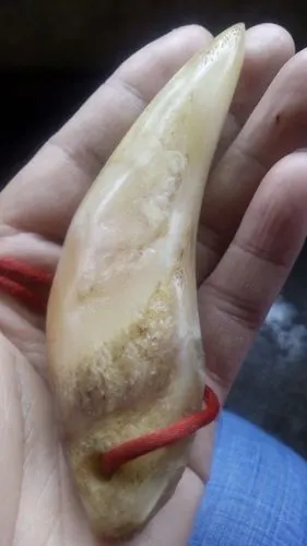 我买了一个老虎牙不知道真假,求各大师傅给意见!