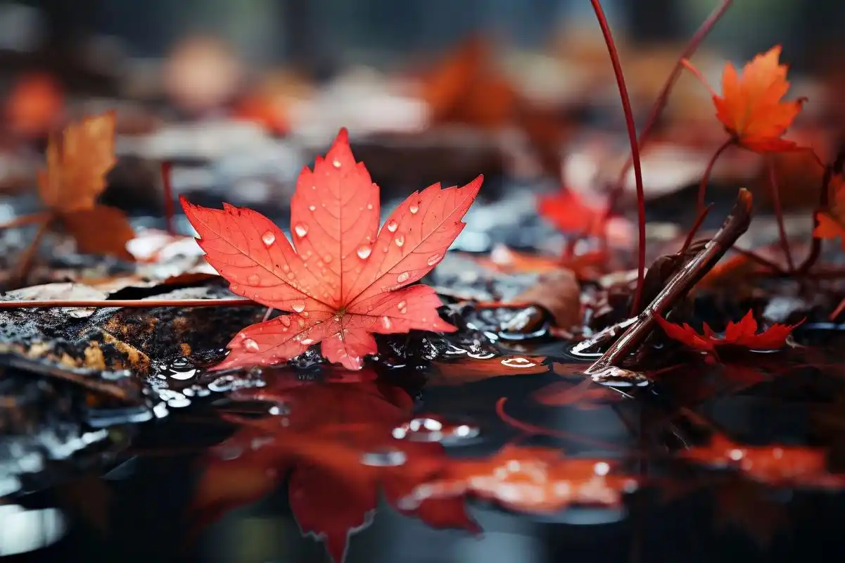 用一张图形容秋天# #治愈系风景# #唯美# #美景# #唯美意境