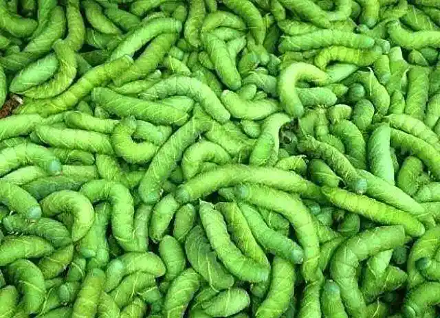 豆青虫上百元一公斤,是用来干嘛的?吃吗?