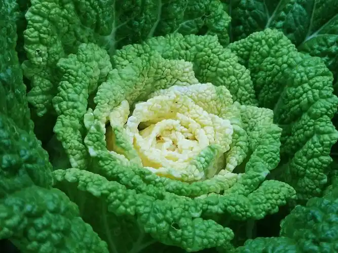 菜花- 淡淡咖 - 图虫