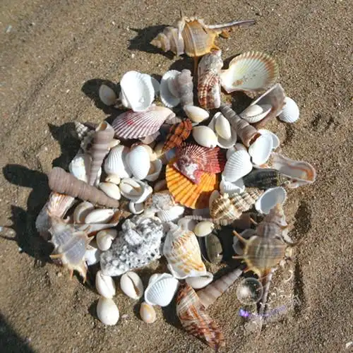 天然颜色  实物拍摄 海螺贝壳都是天然生成的 在海底打捞