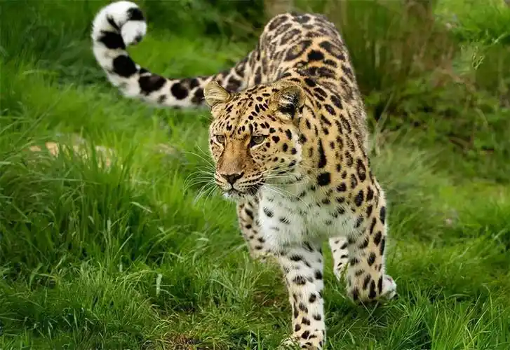 华北豹再现行踪,太行山华北豹王国重新繁荣_豹子_金钱豹_华南