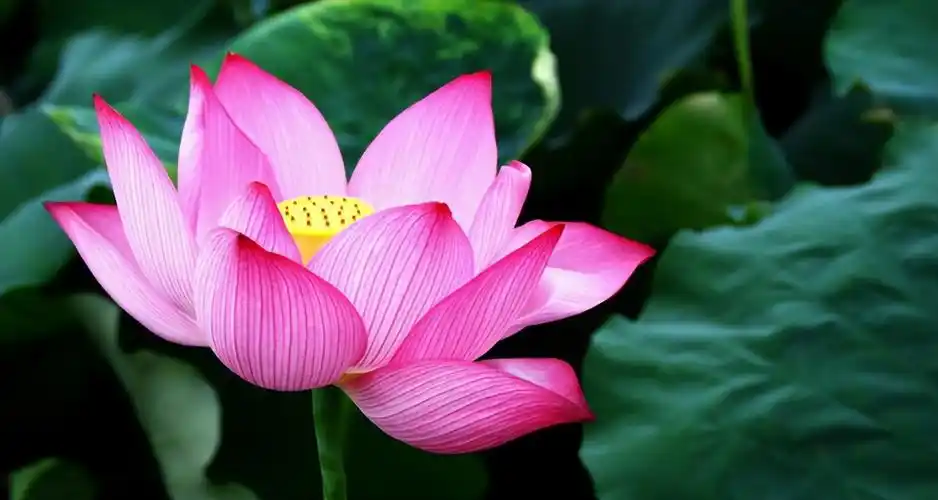 荷花的唯美意境句子