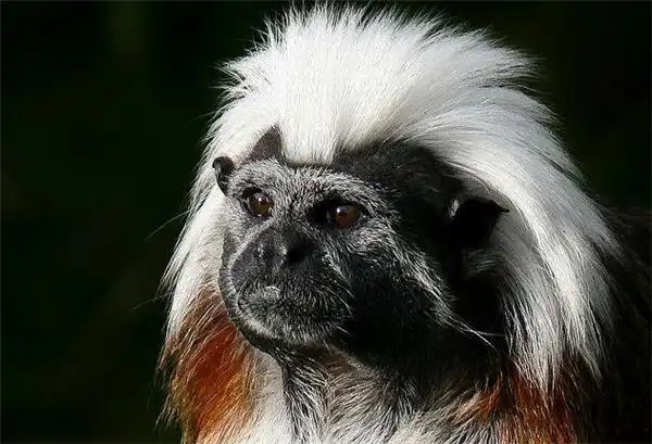 杂食性动物狨猴图片分享