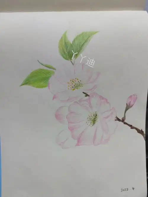 樱花彩铅画04