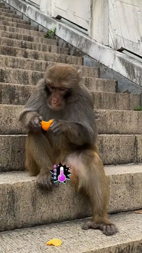 社会我猴哥,猴狠话不多霸气彻漏还就会吃香蕉