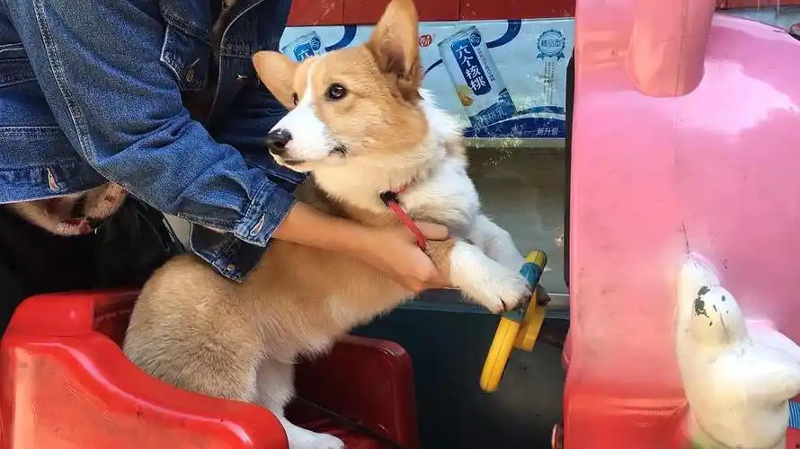 柯基成长的变化好快哦